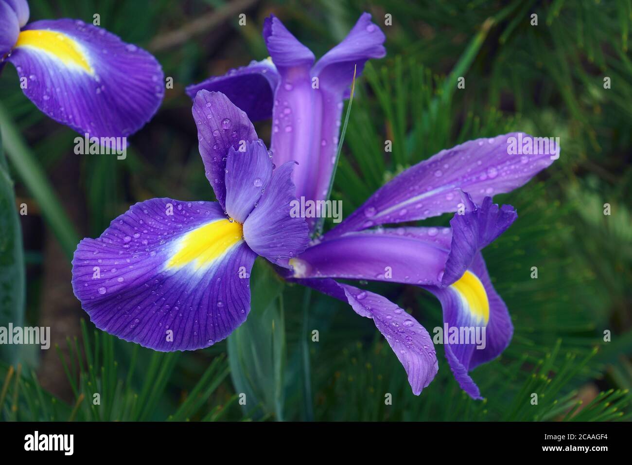 Iris olandese (Iris xiphium). Chiamato anche iris spagnolo Foto Stock
