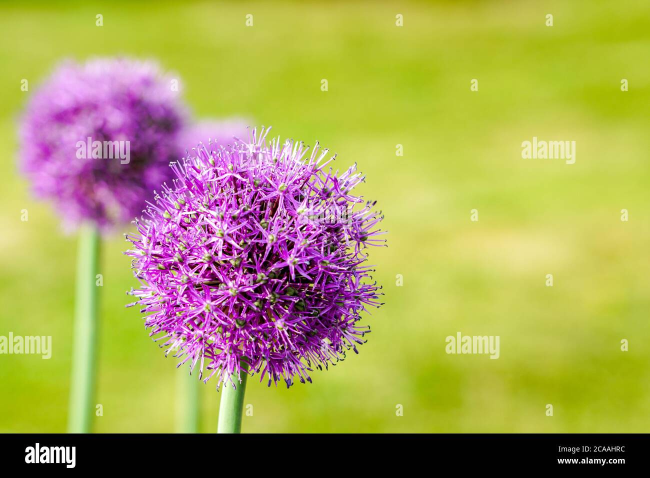fiori viola in fiore di aglio decorativo su uno sfondo naturale verde sfocato Foto Stock