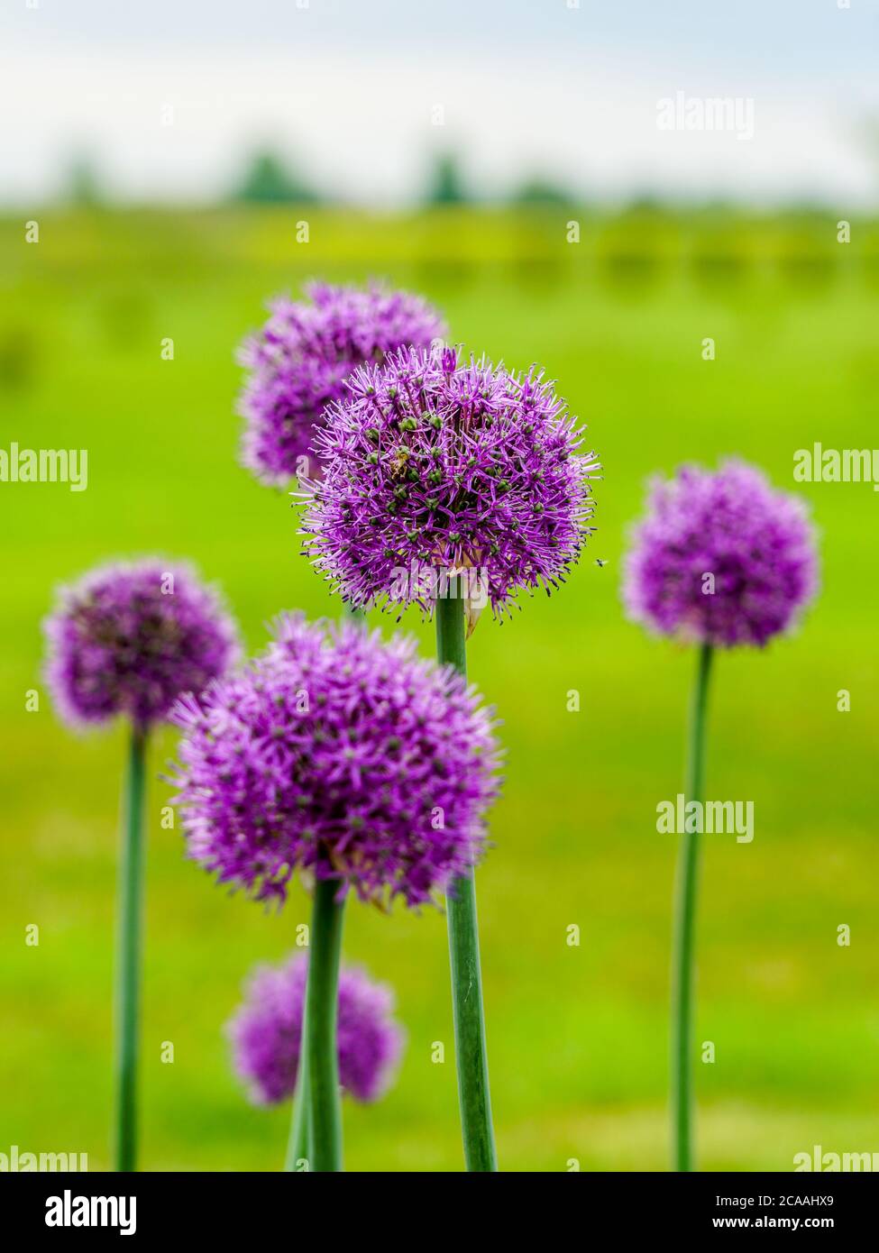 fiori viola in fiore di aglio decorativo su uno sfondo naturale verde sfocato Foto Stock