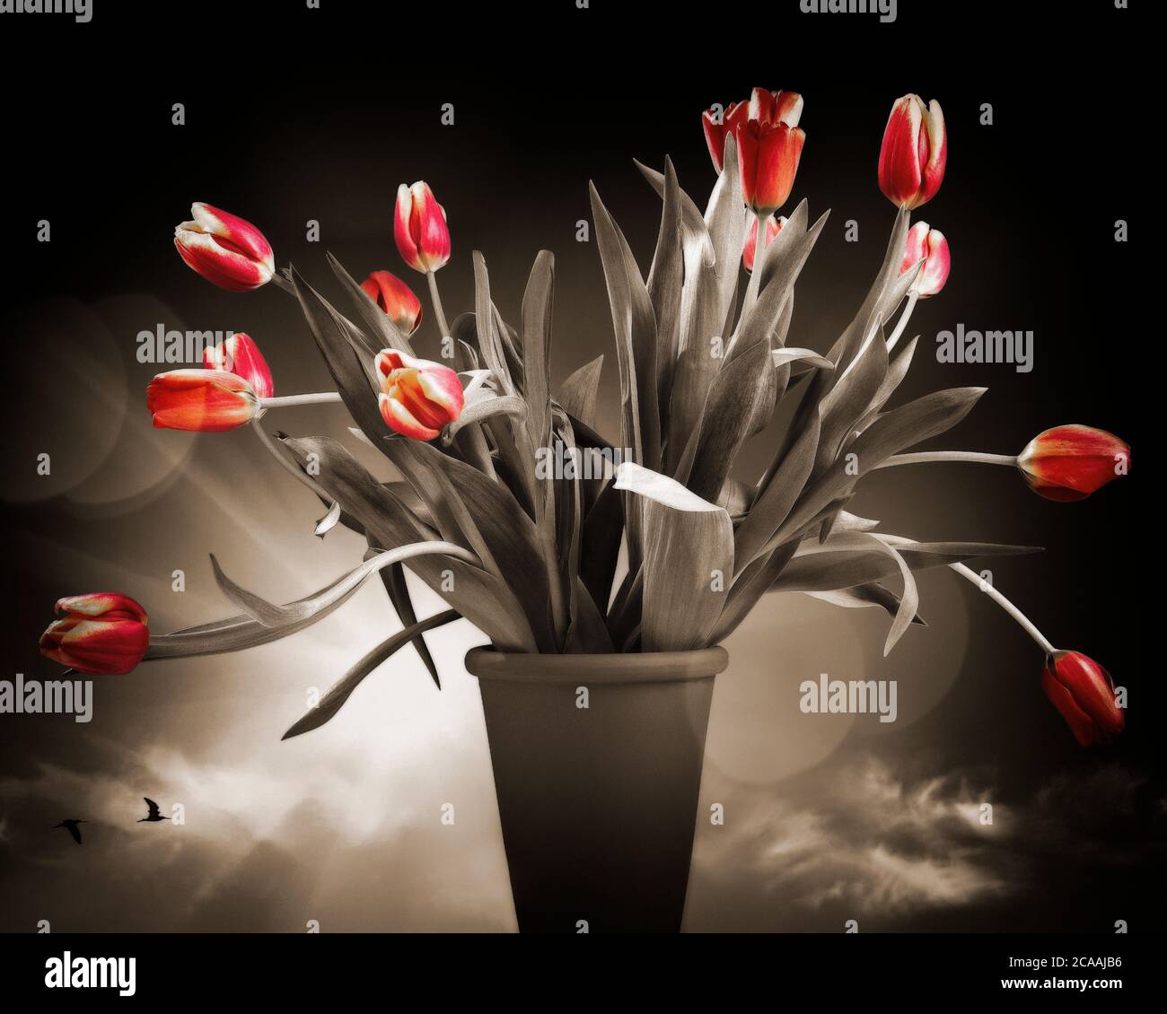 ARTE FLOREALE: Tulipani rossi Foto Stock