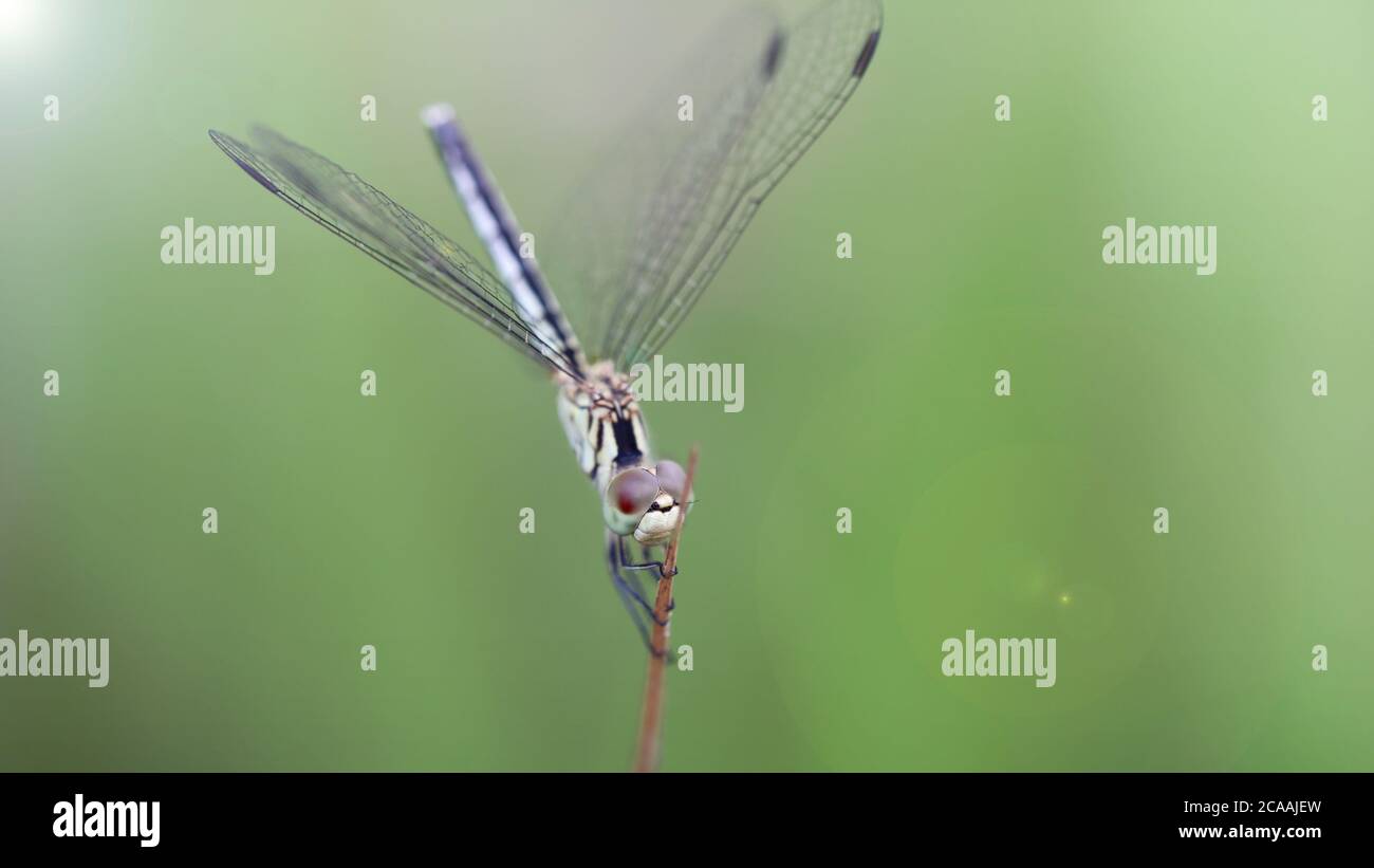 libellula blu tenere un ramo in una giornata ventosa, macro foto di questo elegante e fragile predatore con ampie ali e giganteschi occhi sfaccettati, scena della natura Foto Stock