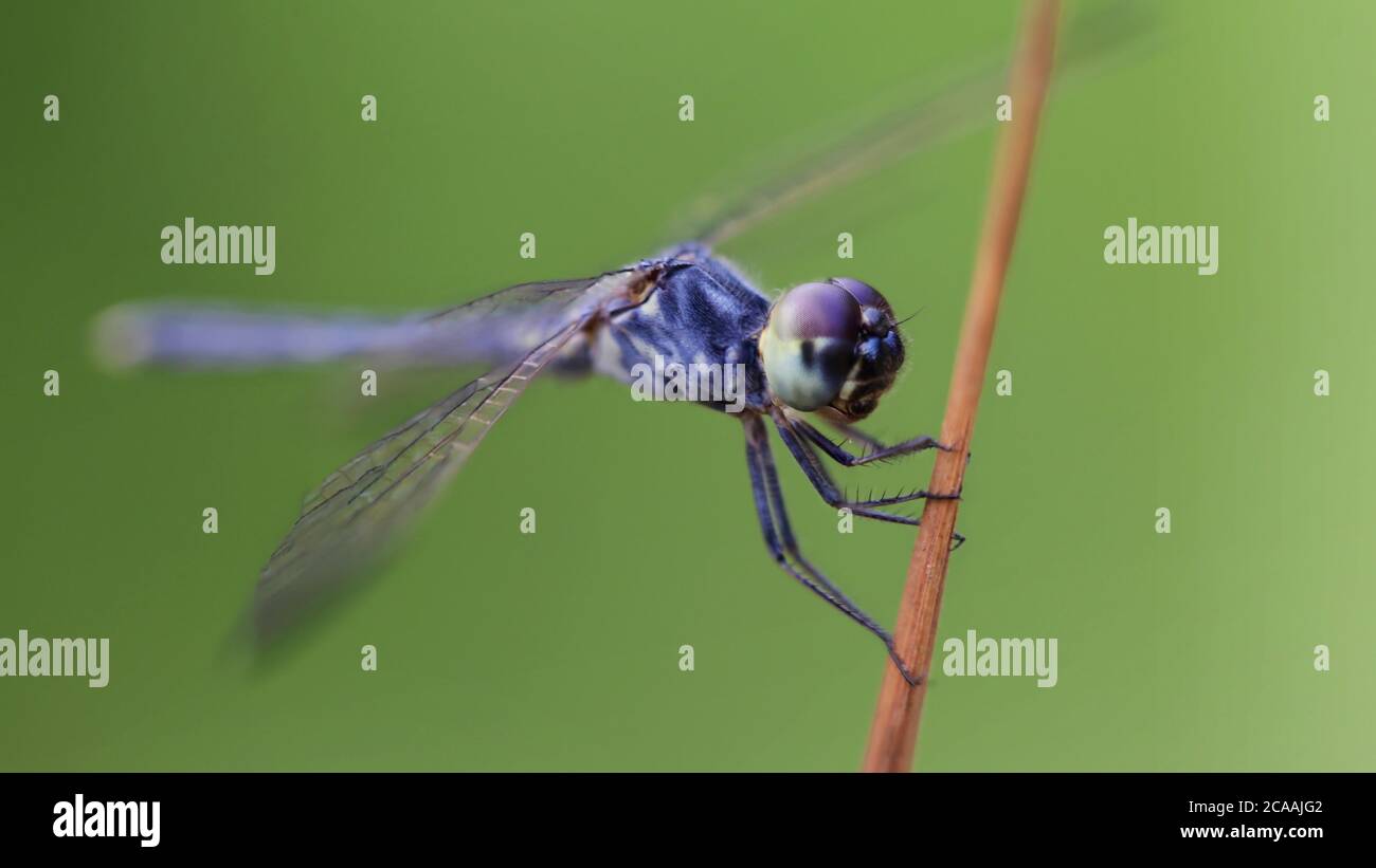 Macro fotografia di una graziosa libellula blu sul suo persico, ampie ali e grandi occhi sfaccettati. Odonata fragile ed elegante in uno stagno Foto Stock
