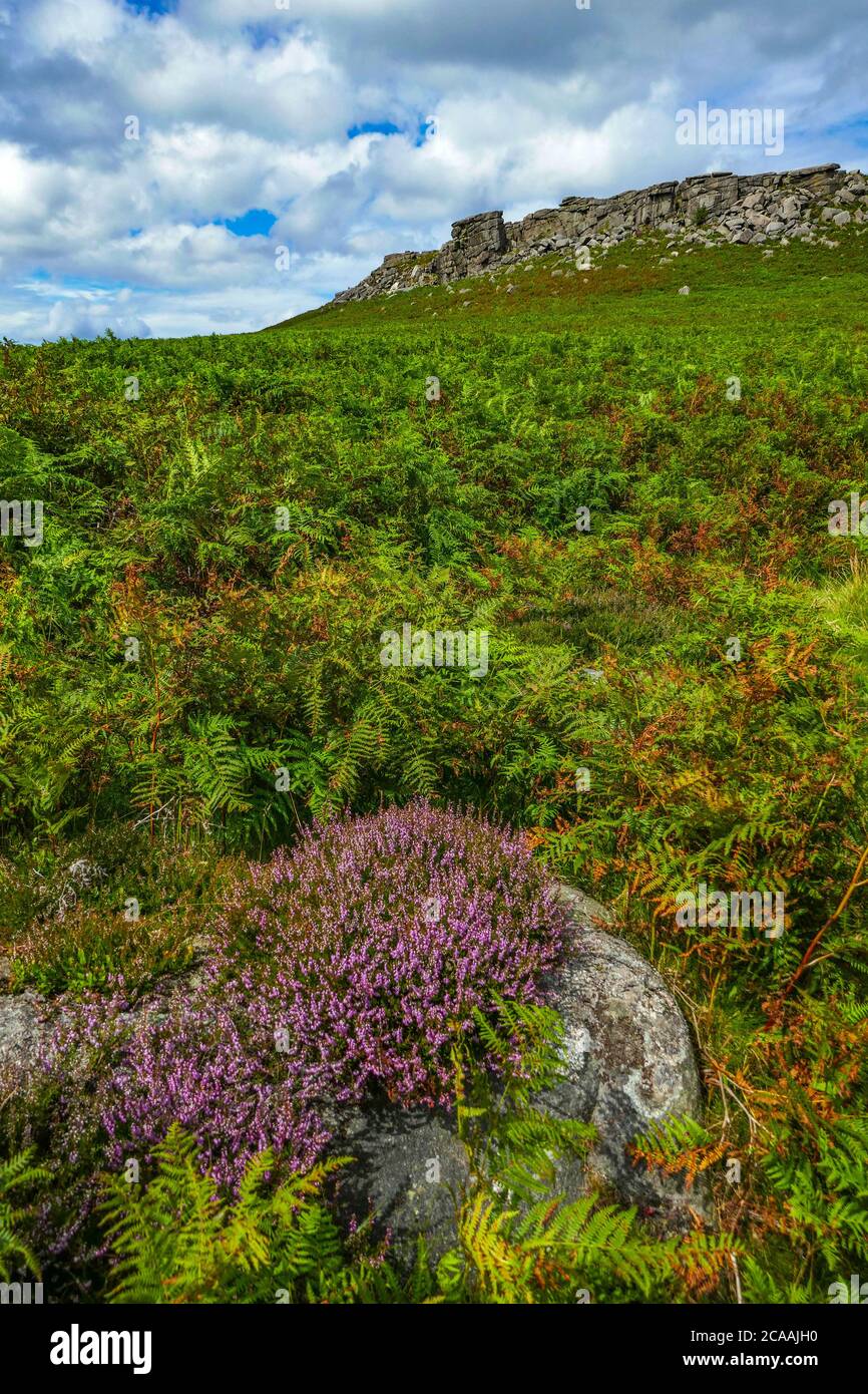 L'erica viola e bracken sulle brughiere della Burbage Valley, Peak District National Park, Derbyshire Foto Stock