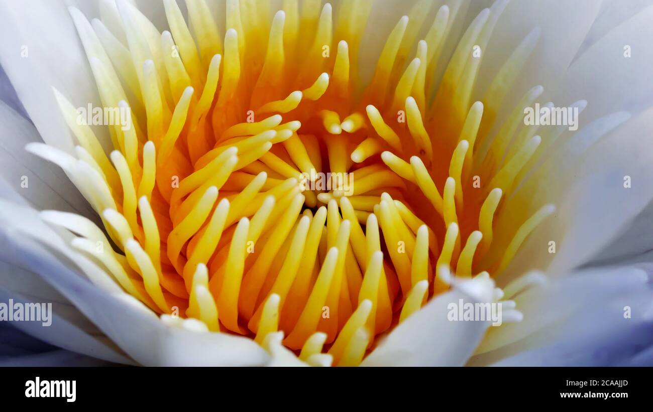 Macro fotografia di dentro un giglio d'acqua, bellissimo fiore acquatico, tranquilla scena naturale, in un giardino botanico tropicale a Bangkok, Thailandia Foto Stock