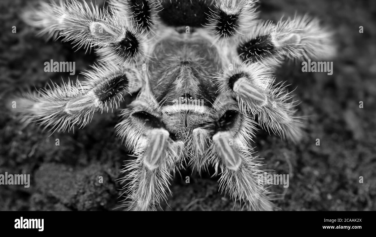 tarantula pelosa in attesa della sua preda, macro fotografia. Questo orribile ragno velenoso è un terribile predatore per insetti e piccoli animali Foto Stock