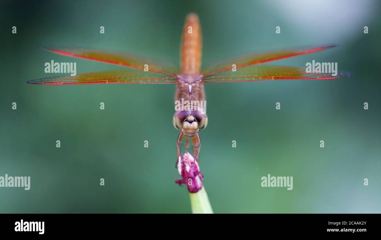 grande libellula atterrato su fiore viola, questo grazioso odonata ha grandi ali e grandi sfaccettature occhi. macro fotografia di questo fragile insetto Foto Stock