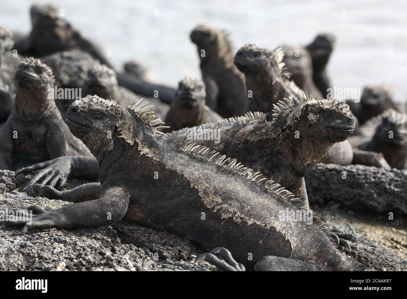 Galapagos Marine Iguana - Iguanas si riscalda al sole sulle rocce vulcaniche dell'isola di Fernadina, Espinoza Point. Incredibili animali selvatici sulle Galapagos Foto Stock