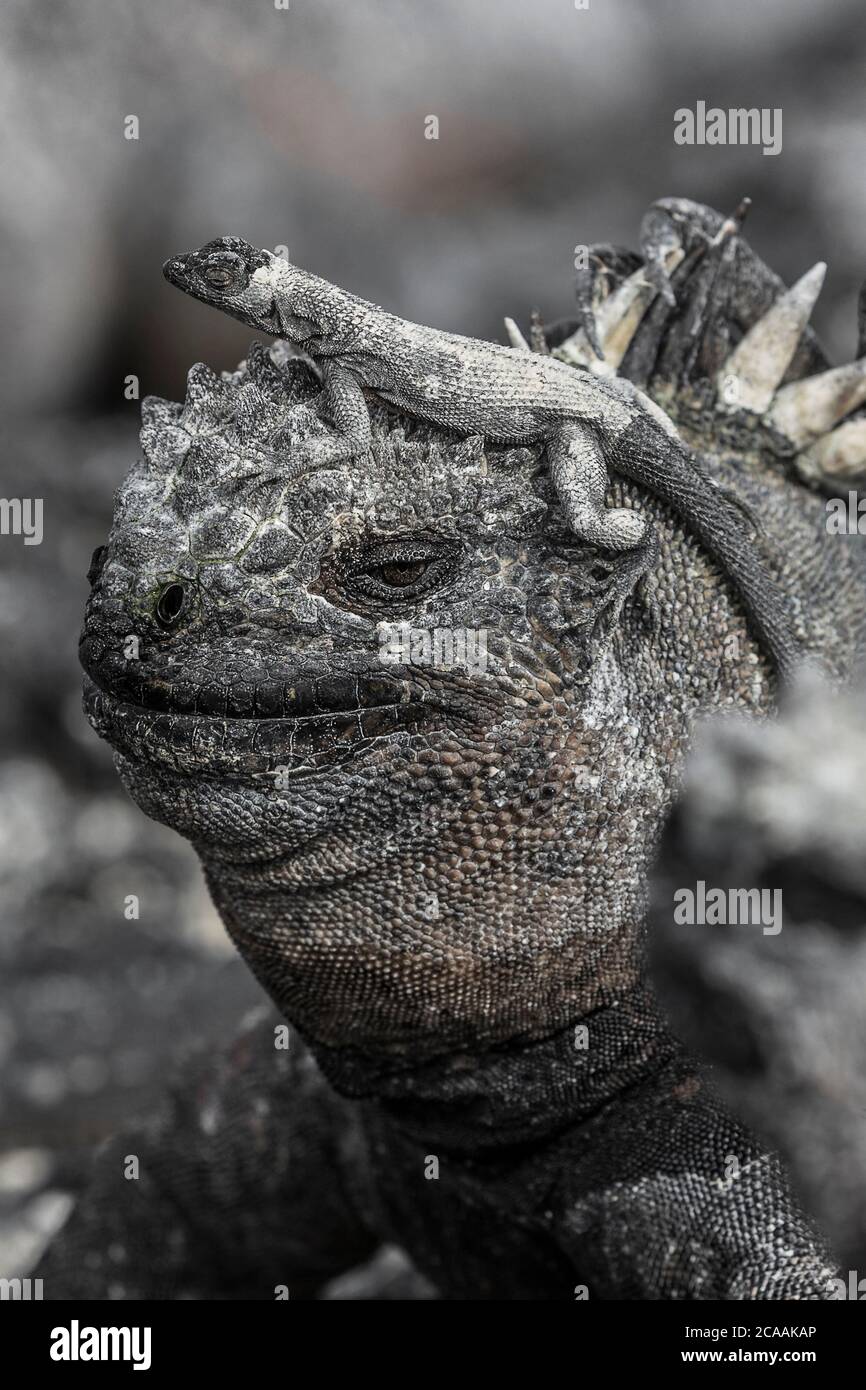 Galapagos animali divertenti - Iguana marina con iguana marina più piccola sulla sua testa Foto Stock