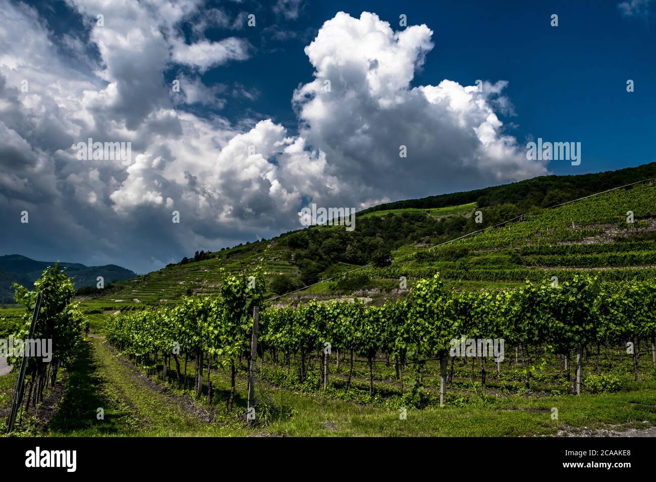 Vigneto con terrazze nella valle del Danubio di Wachau in Austria Foto Stock