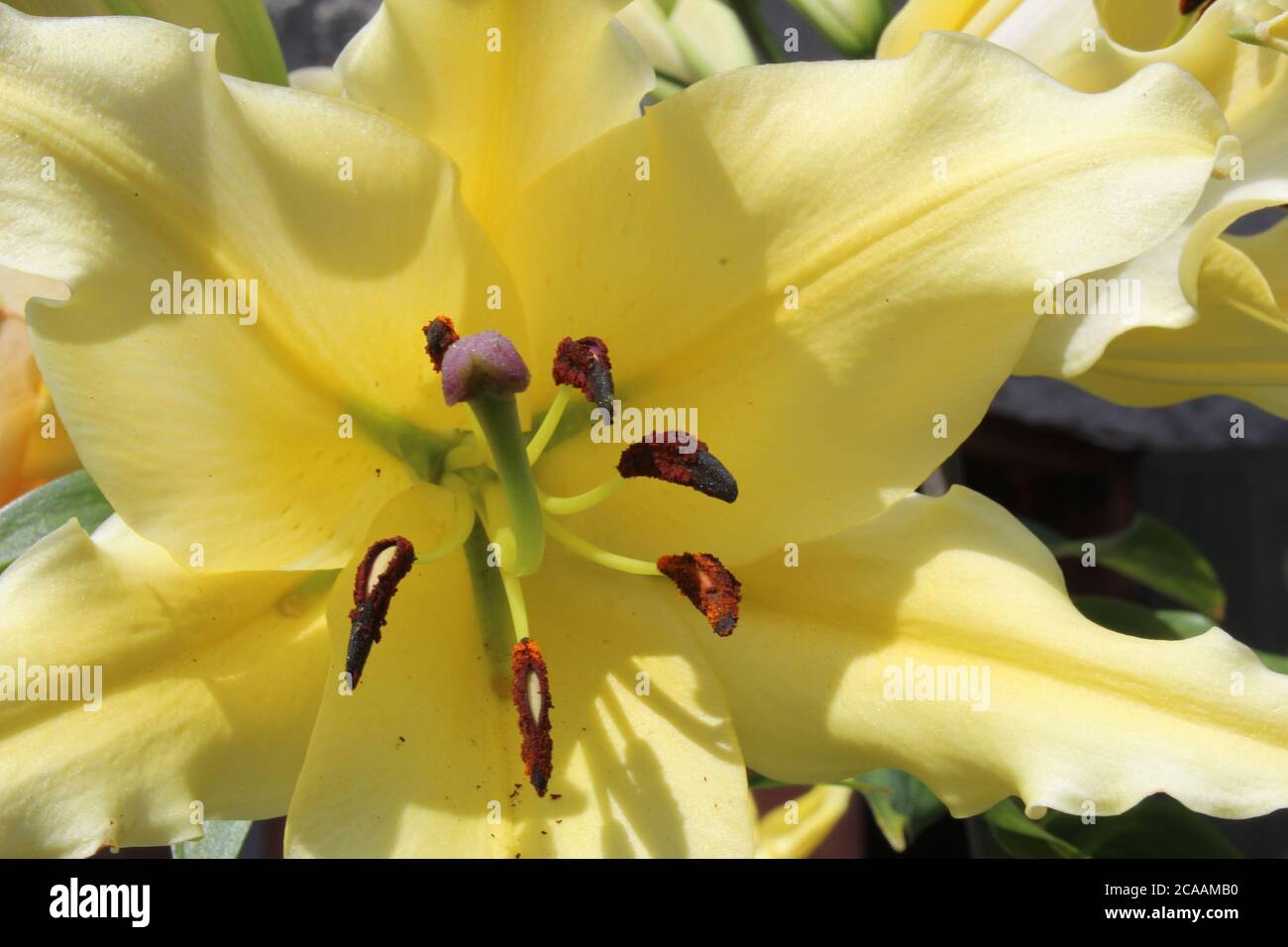 Fioritura floricoltura giallo Giglio primo piano vista laterale Foto Stock