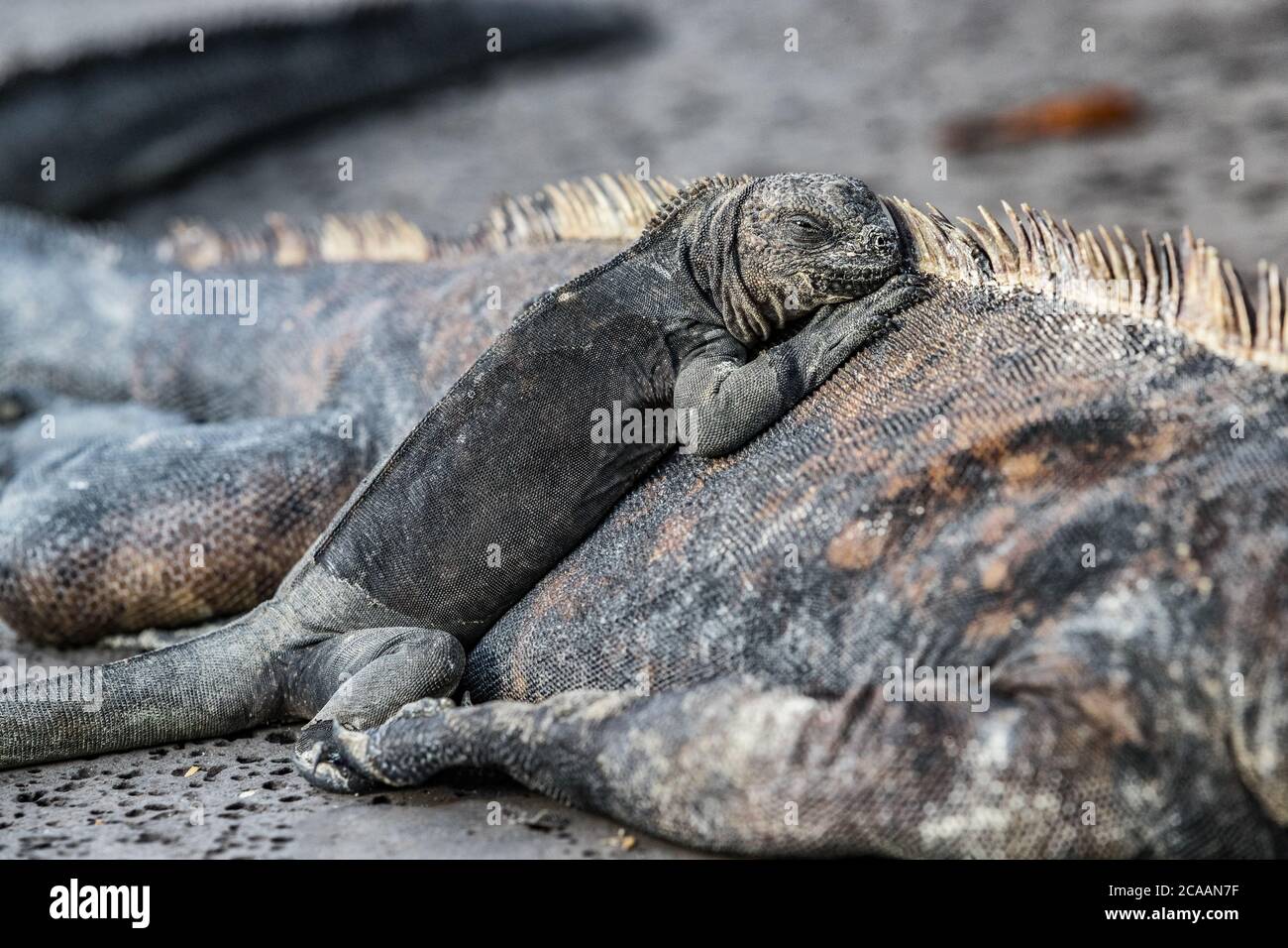 Isole Galapagos Marina Iguana - animali e fauna selvatica di Galapagos Foto Stock