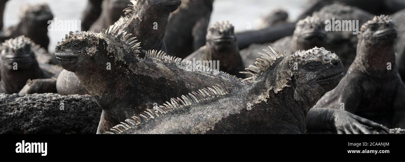 Bandiera panoramica degli animali delle Galapagos - Iguana marina con iguana marina più piccola sulla sua testa. Animali carini e incredibili sulle isole Galapagos Foto Stock