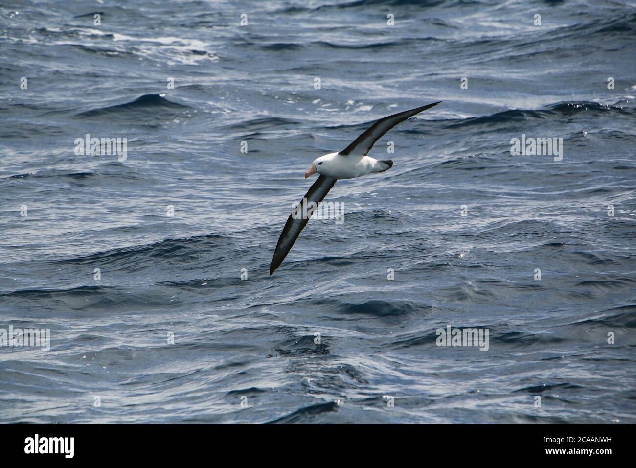 Un albatross bruno nero (Thalassarche melanophris), noto anche come mollymawk bruno nero, che sorvola il passaggio Drake sulla strada per l'Antartide. Foto Stock Un albatross bruno nero (Thalassarche melanophris), noto anche come mollymawk bruno nero, che sorvola il passaggio Drake sulla strada per l'Antartide. Foto Stock