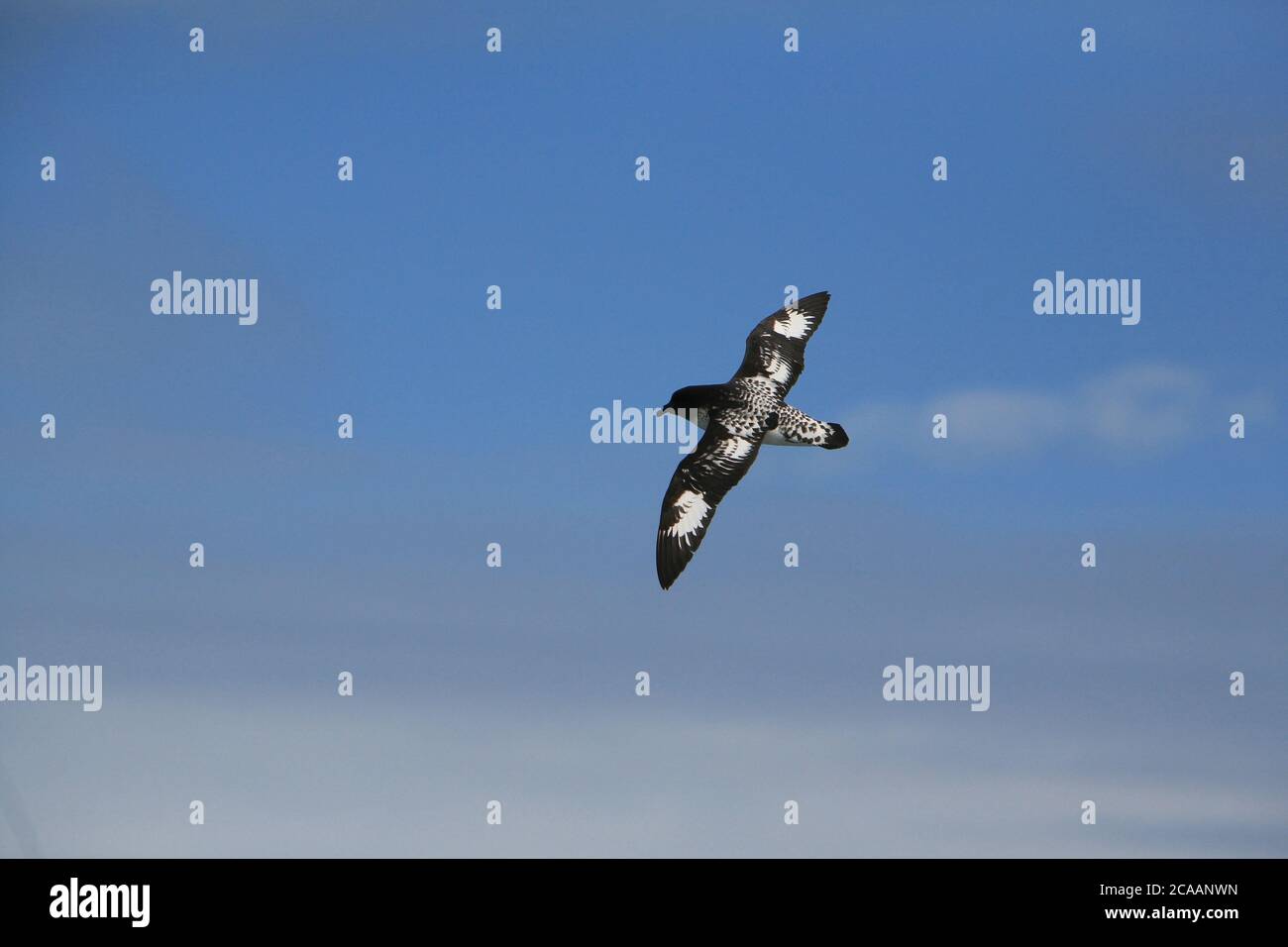 Cape petrel (capense di Daption), aka petrel pintado o Capo fulmar, sulle acque tempestose del passaggio di Drake, sulla strada per l'Antartide. Foto Stock Cape petrel (capense di Daption), aka petrel pintado o Capo fulmar, sulle acque tempestose del passaggio di Drake, sulla strada per l'Antartide. Foto Stock
