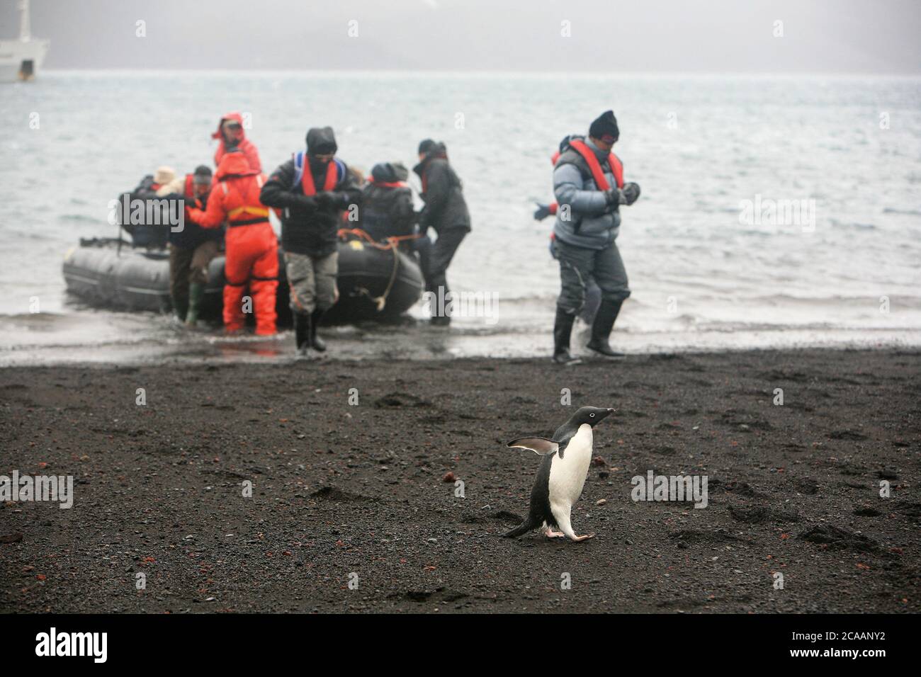 Adélie Penguin fuga da un gruppo di visitatori che sbarcano sulla spiaggia nera di Deception Island. Foto Stock Adélie Penguin fuga da un gruppo di visitatori che sbarcano sulla spiaggia nera di Deception Island. Foto Stock