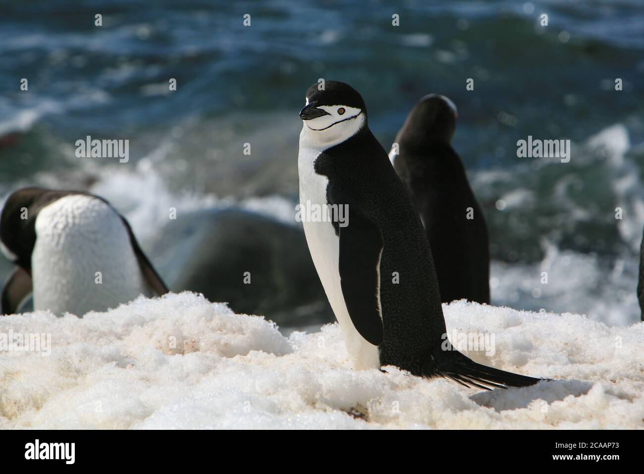 Pinguini Chinstrap (Pigoscelis antartide), pinguini alambiti e pinguini cracker di pietra a causa della loro dura chiamata, a Georges Point, Antartide. Foto Stock