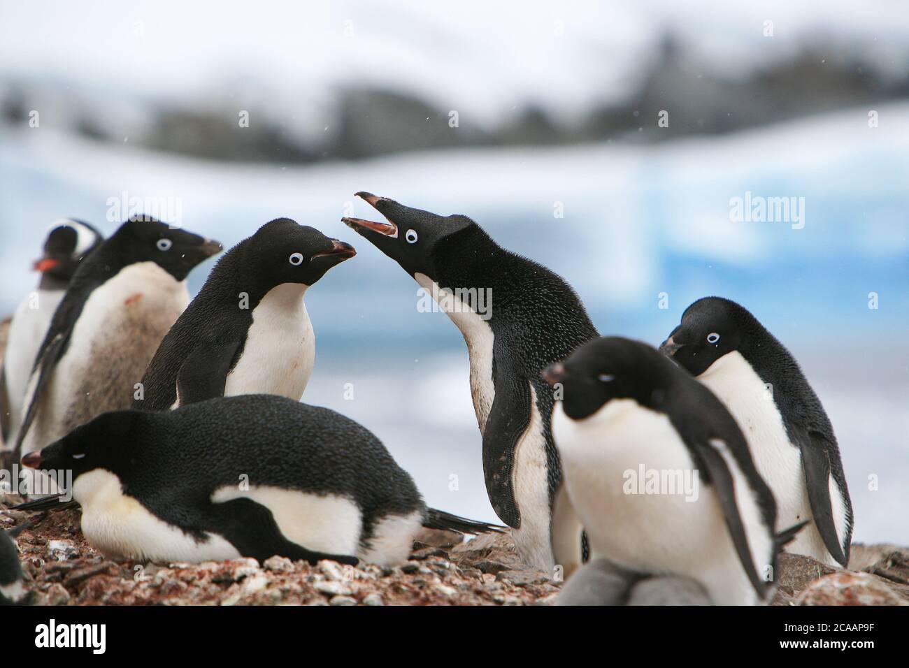 Adélie pinguini (Pigoscelis adeliae), uno dei più a sud distribuiti uccelli marini, difendendo il loro territorio in una colonia di nidificazione in Antartide. Foto Stock Adélie pinguini (Pigoscelis adeliae), uno dei più a sud distribuiti uccelli marini, difendendo il loro territorio in una colonia di nidificazione in Antartide. Foto Stock
