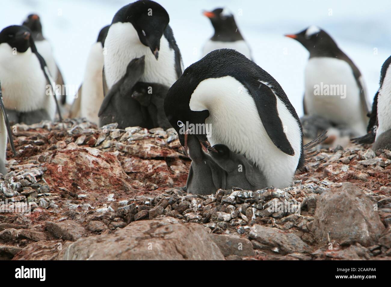 Adélie pinguino (Pigoscelis adeliae) uno dei più a sud distribuiti uccelli marini, nutrendo i suoi pulcini in una colonia di nidificazione in Antartide. Foto Stock Adélie pinguino (Pigoscelis adeliae) uno dei più a sud distribuiti uccelli marini, nutrendo i suoi pulcini in una colonia di nidificazione in Antartide. Foto Stock