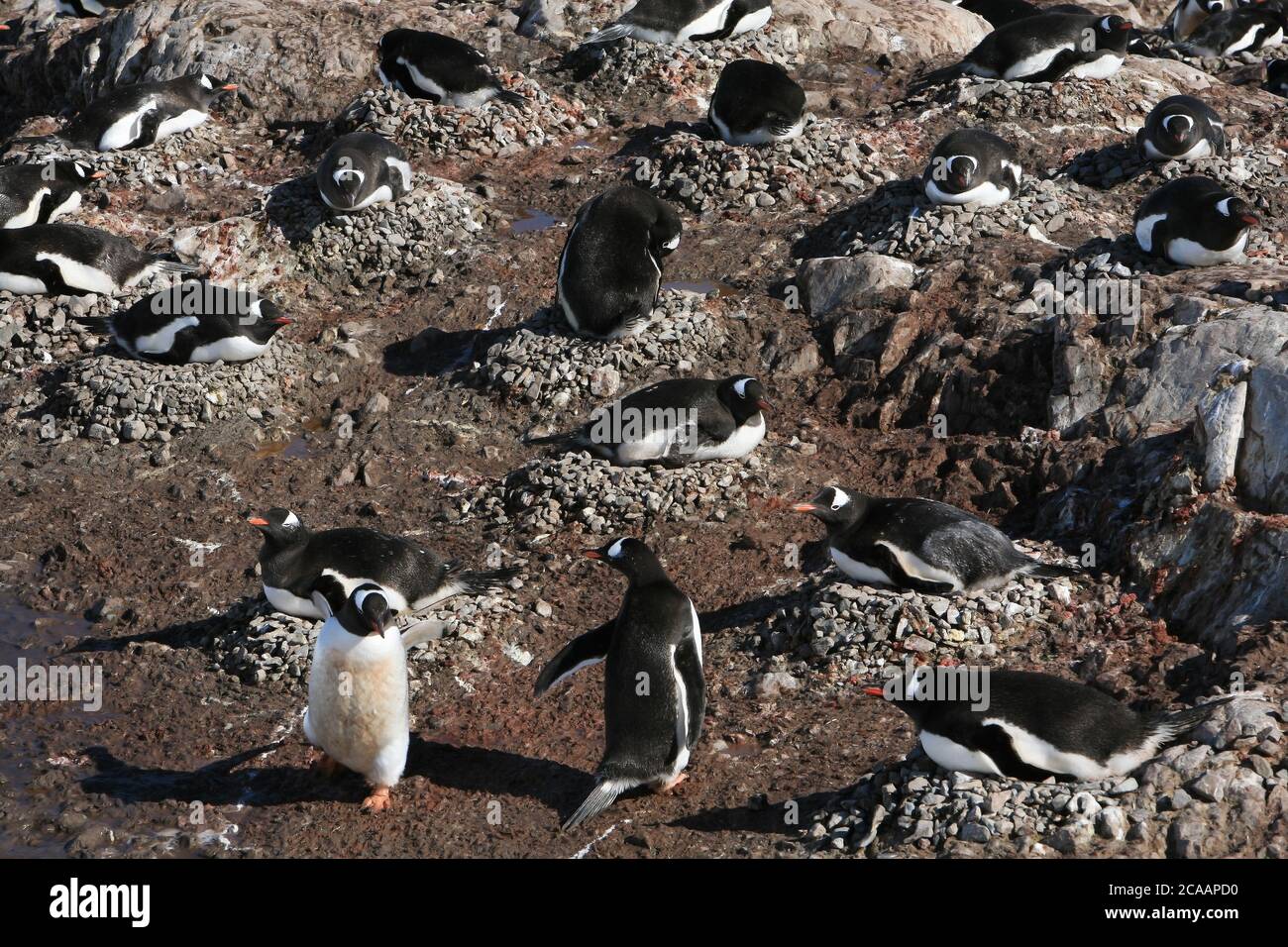 Una colonia di pinguini Gentoo (Pigoschelis papua) nidificanti nel Porto di Neko, nella Baia di Andvord, nella Penisola Antartica. Foto Stock