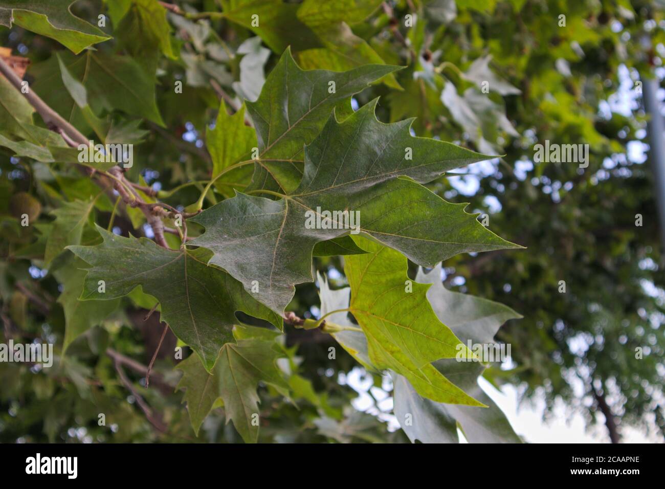 Primo piano di un ramo con foglie e infruttuosità di un platano londinese o Platanus × hispanica Foto Stock