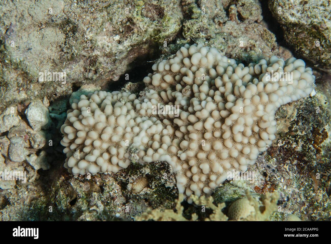 Corallo duro, Montipora verrucosa, Acroporidae, Sharm el Sheikh, Mar Rosso, Egitto Foto Stock