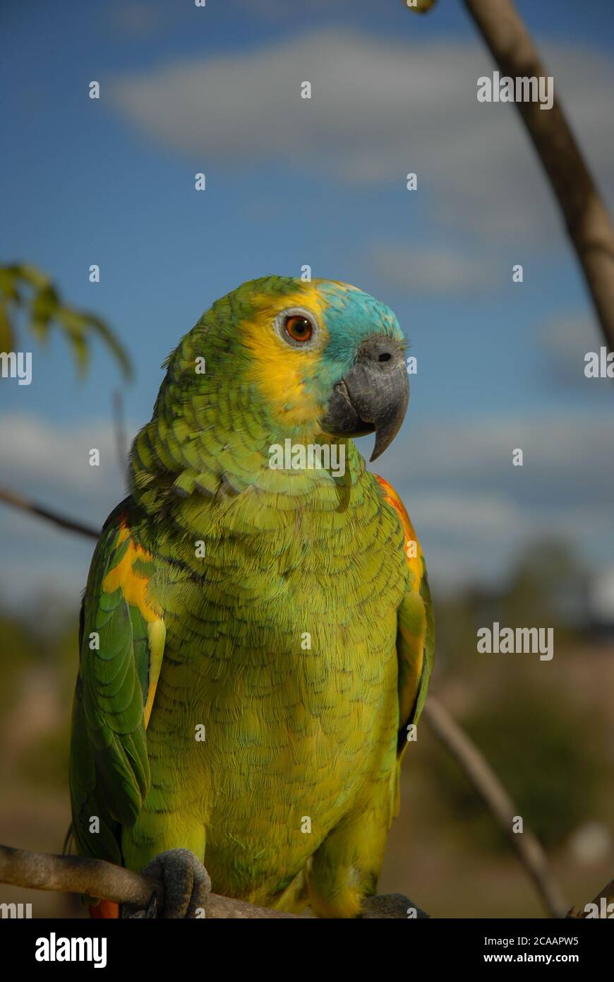 Immagine verticale di un simpatico pappagallo sudamericano su un sfondo sfocato Foto Stock