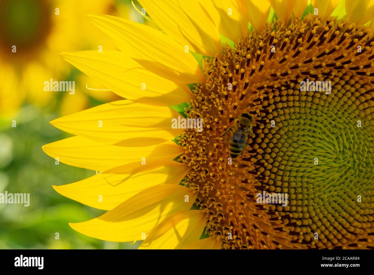 Un'ape che raccoglie il polline da primo piano di girasole Foto Stock