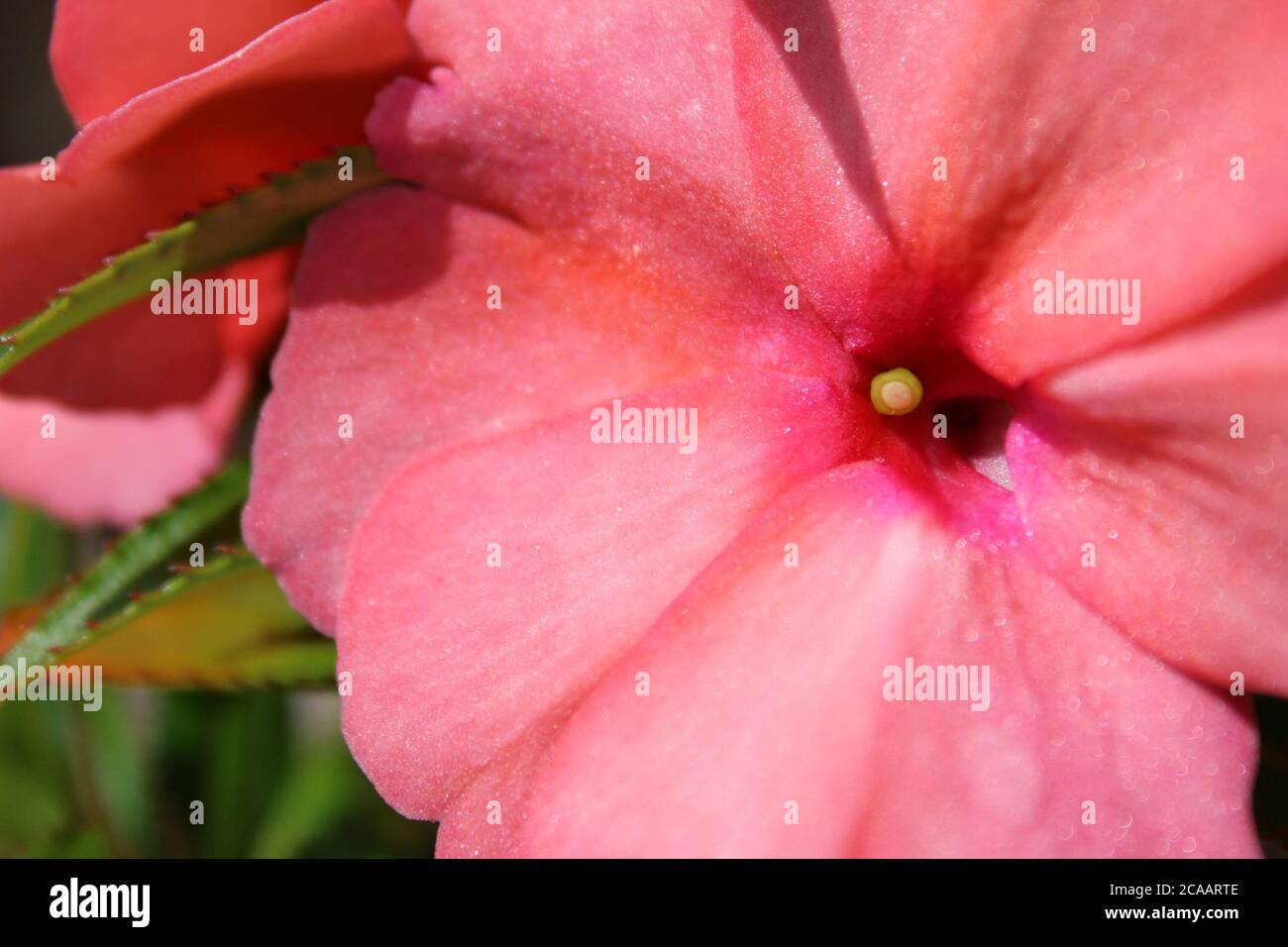 Un fiore rosa che splende alla luce del sole. Foto Stock