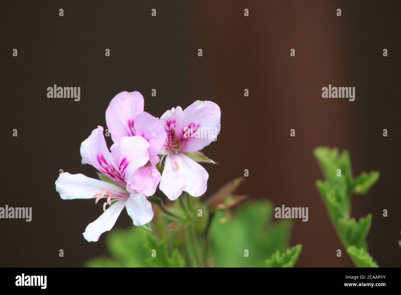 Fiore bianco e viola su un gambo verde. Foto Stock