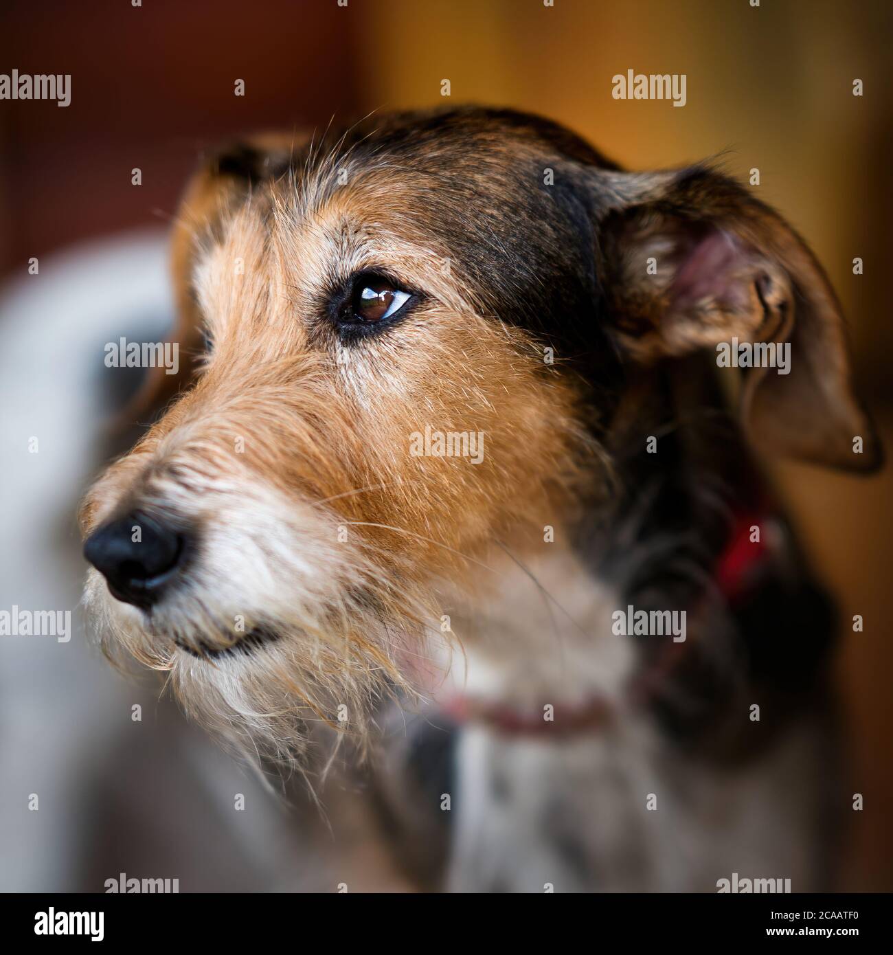 Ritratto ravvicinato di un piccolo cane terrier, con occhi espressivi, pelliccia morbida e delicata atmosfera fotografica degli animali domestici. Foto Stock