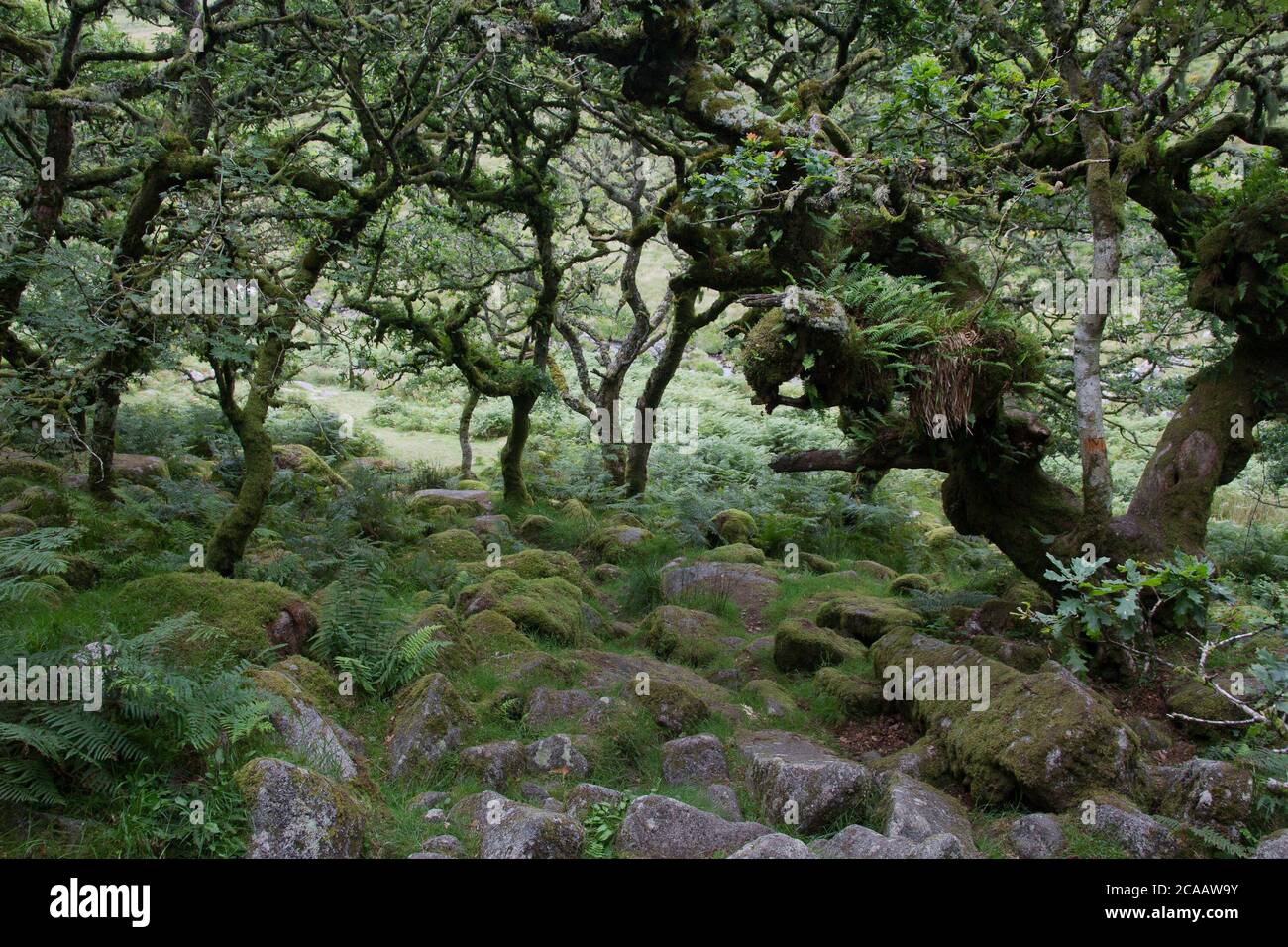 Wistman's Wood - Dartmoor Foto Stock