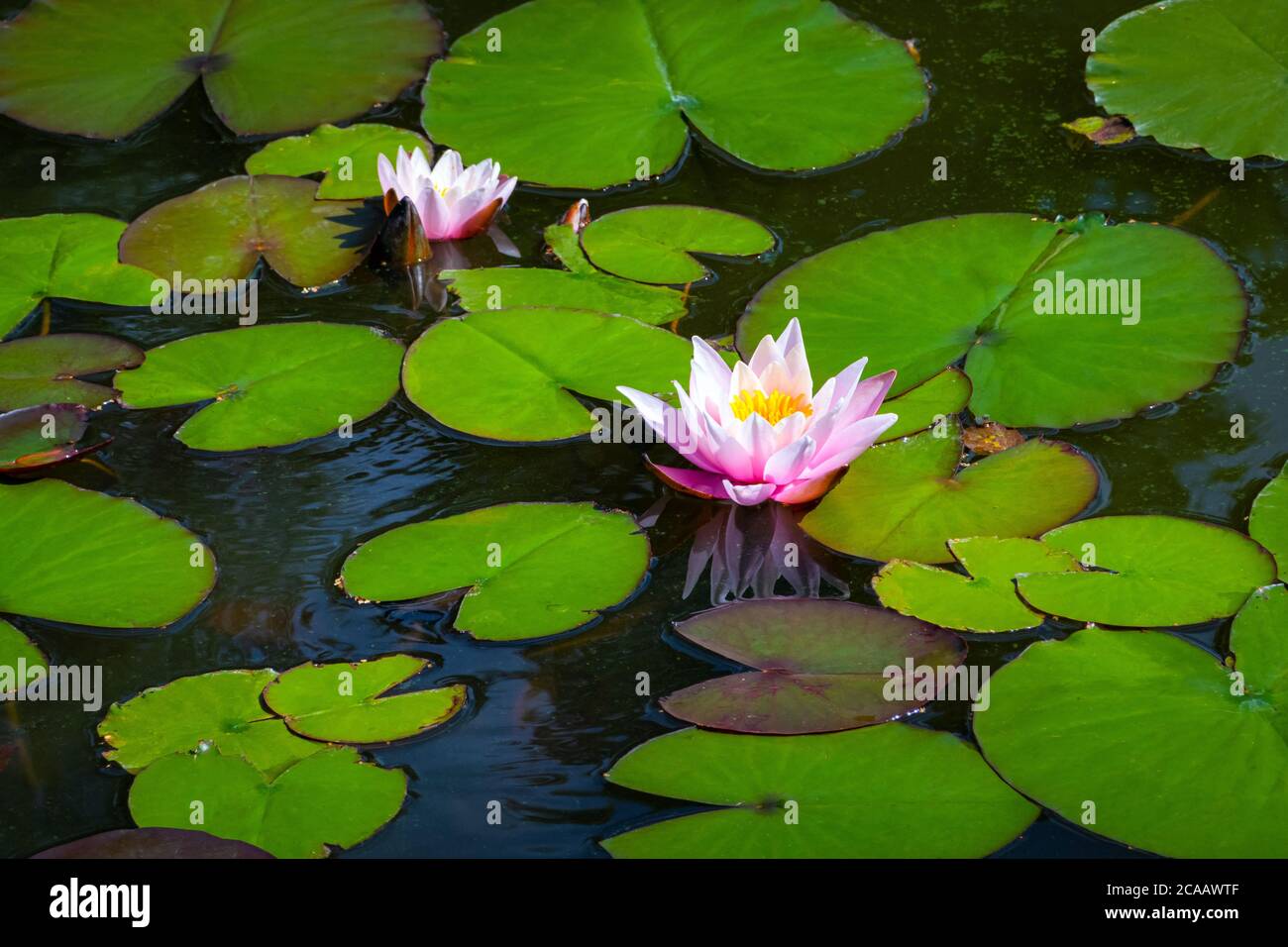 Primo piano vista della fioritura del giglio d'acqua sulla superficie dell'acqua nello stagno. Bel fiore rosa nel lago Foto Stock