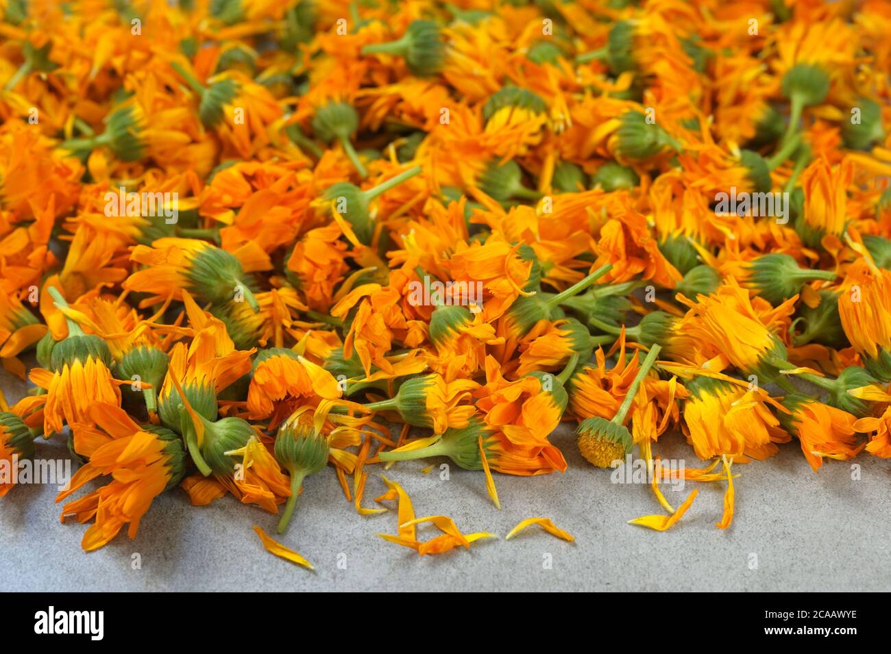 Calendula cruda o fiori di marigold su sfondo grigio. Preparazione di fiori per l'essiccazione. Fuoco selettivo, orizzontale. Foto Stock