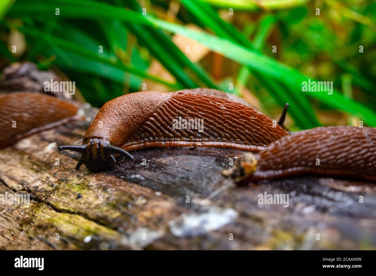 Primo piano vista della comune bruno spagnolo slug su legno log esterno. Grandi lumache brune slimy striscianti nel giardino Foto Stock