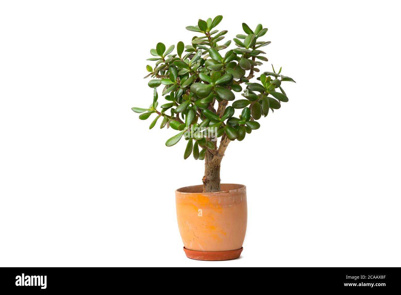 Succulente pianta di giada anche albero di soldi o albero di fortuna in vaso di ceramica isolato su sfondo bianco Foto Stock