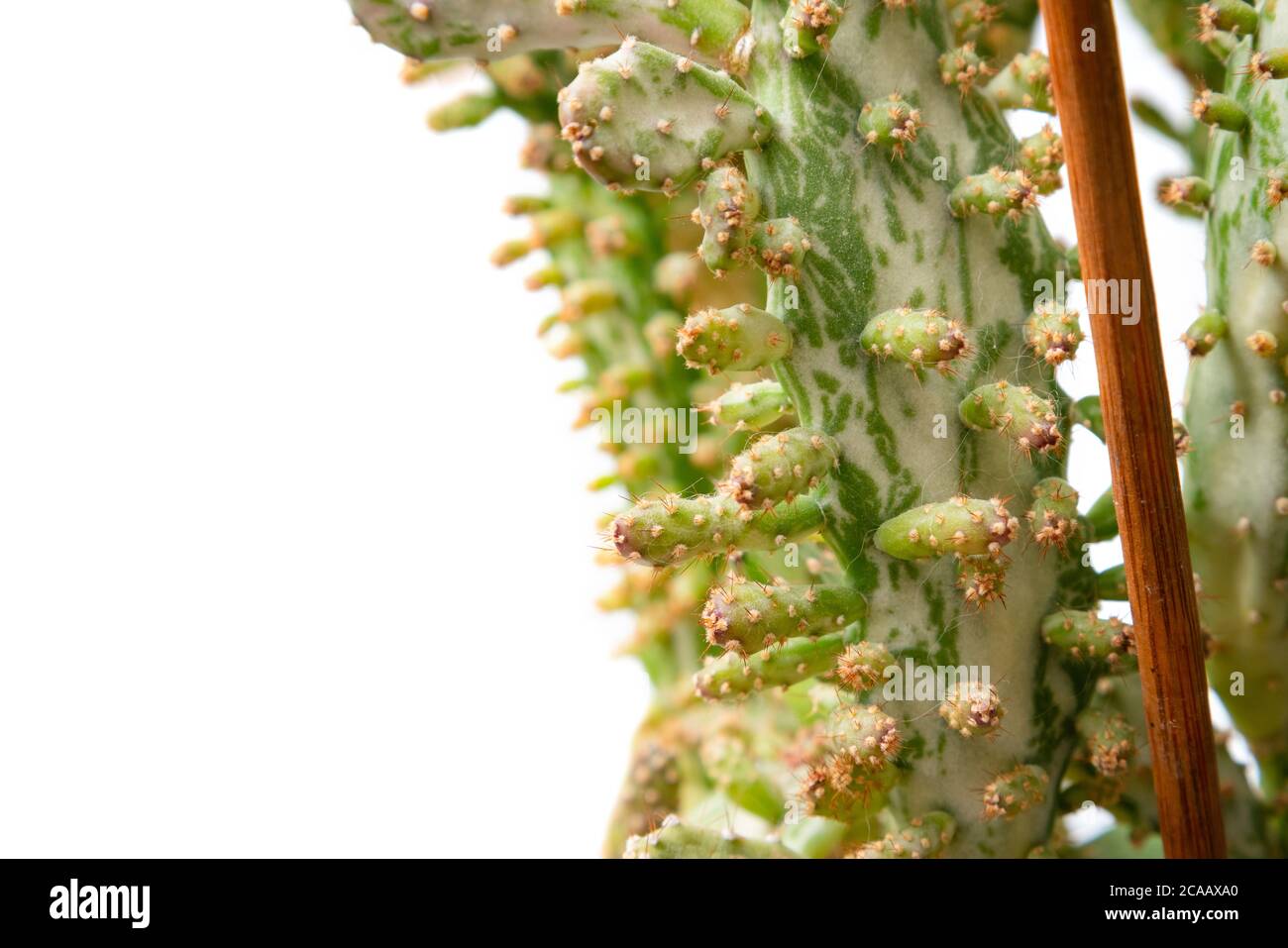 Primo piano di Opuntia monacantha - cactus cappotto isolato su sfondo bianco. Casa pianta. Nessuno Foto Stock