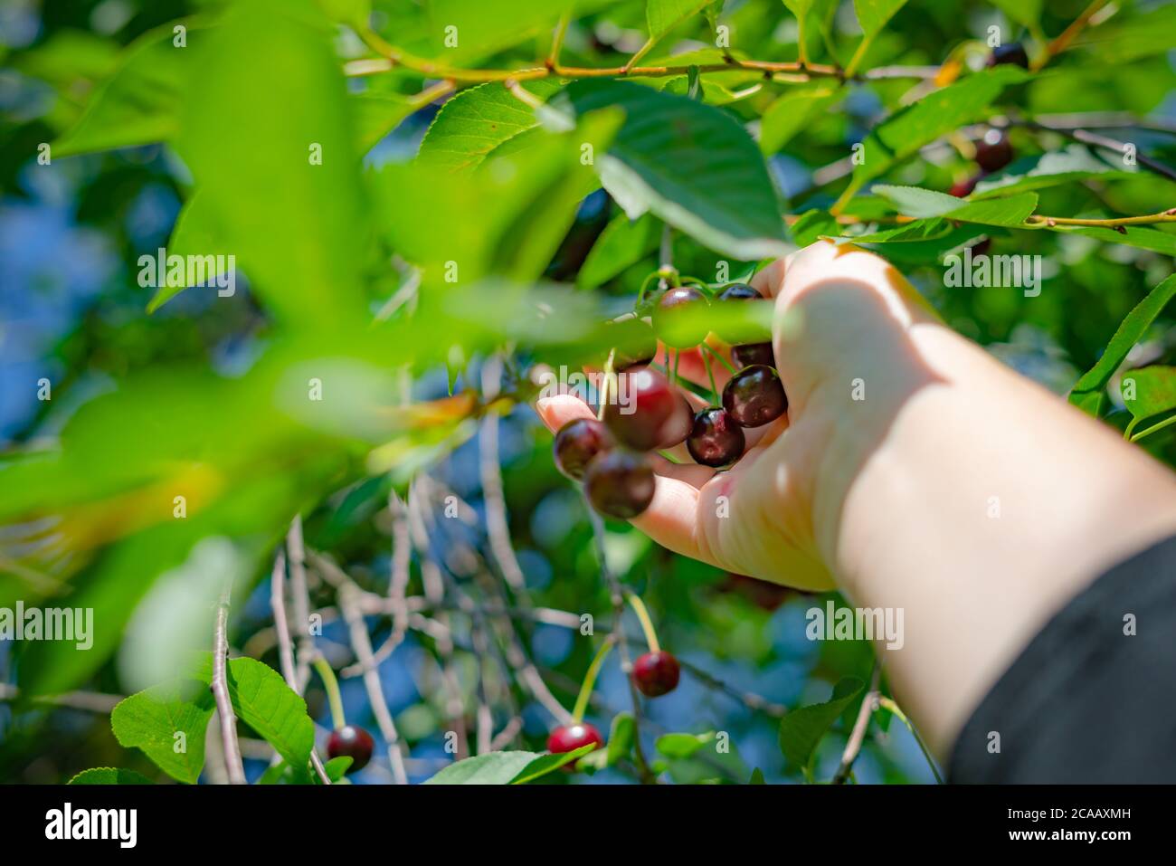Primo piano di mani di donna che raccolgono ciliegie mature del ramo di albero all'esterno in una giornata di sole Foto Stock