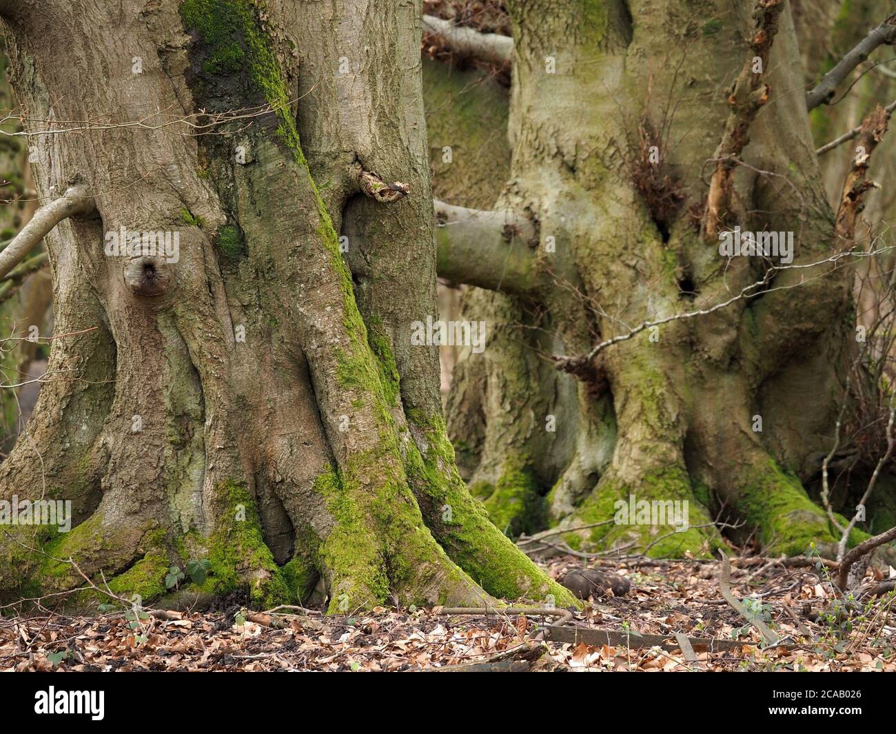 Tronchi gnarled di carpino maturo (Carpinus betulus) con caratteristica struttura di corteccia e colonizzato da muschio & alghe, Inghilterra, UK Foto Stock