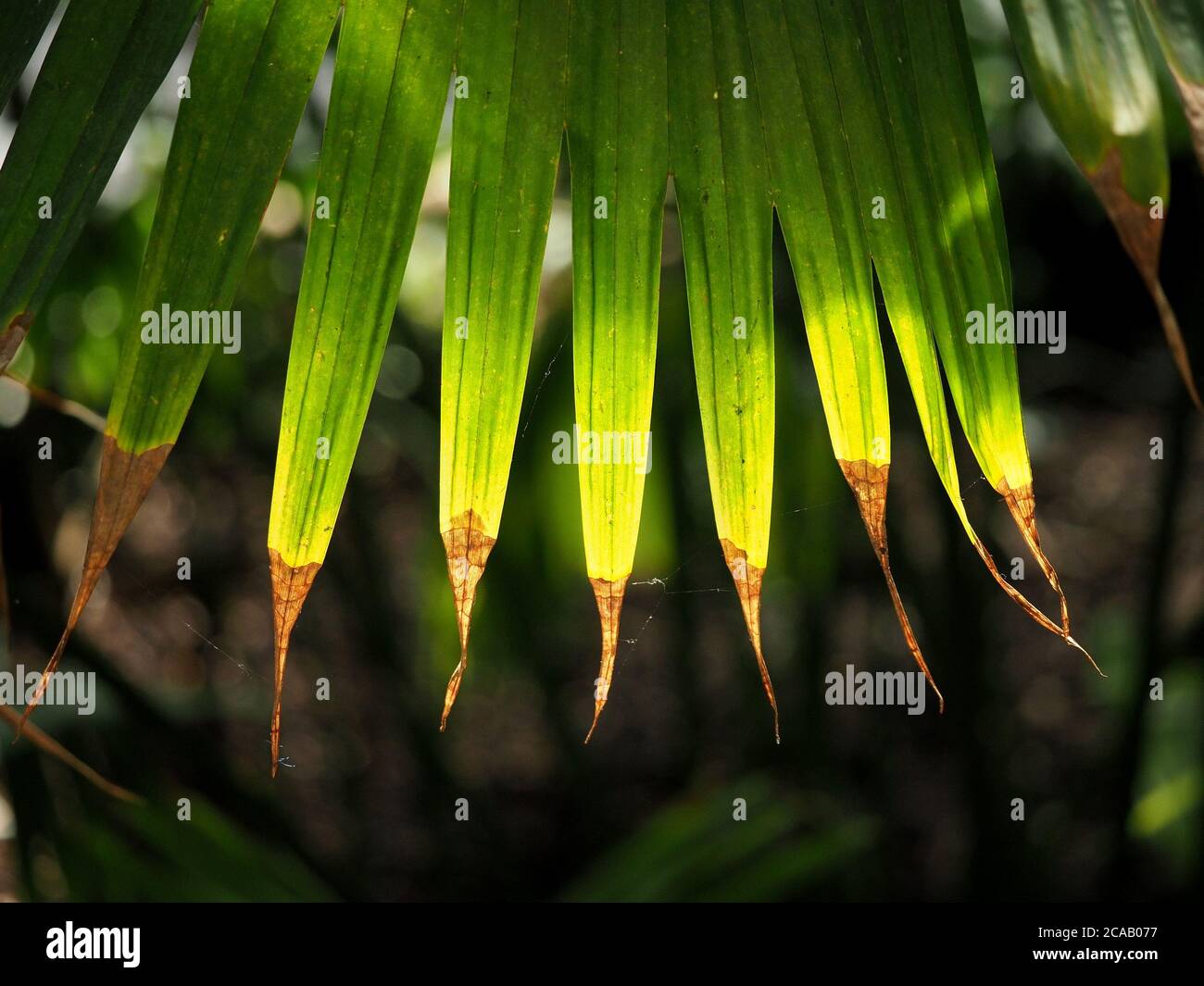 Foglie di palma striate verdi con punte marroni asciutte illuminano con retroilluminazione in una serra in Inghilterra, Regno Unito Foto Stock