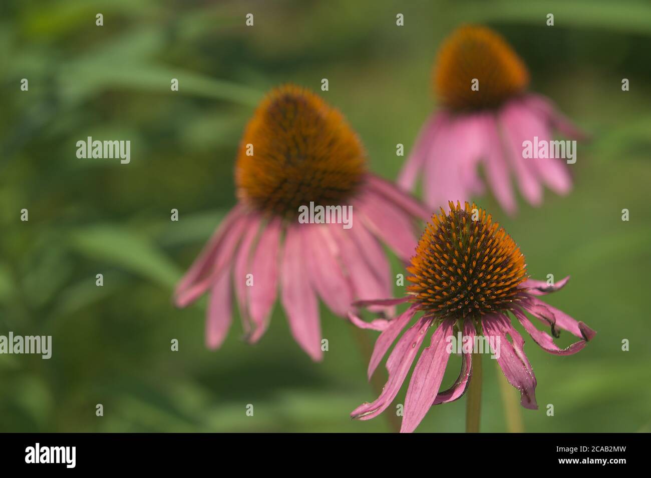 Closeup di tre fiori di cono di Echinacea Foto Stock