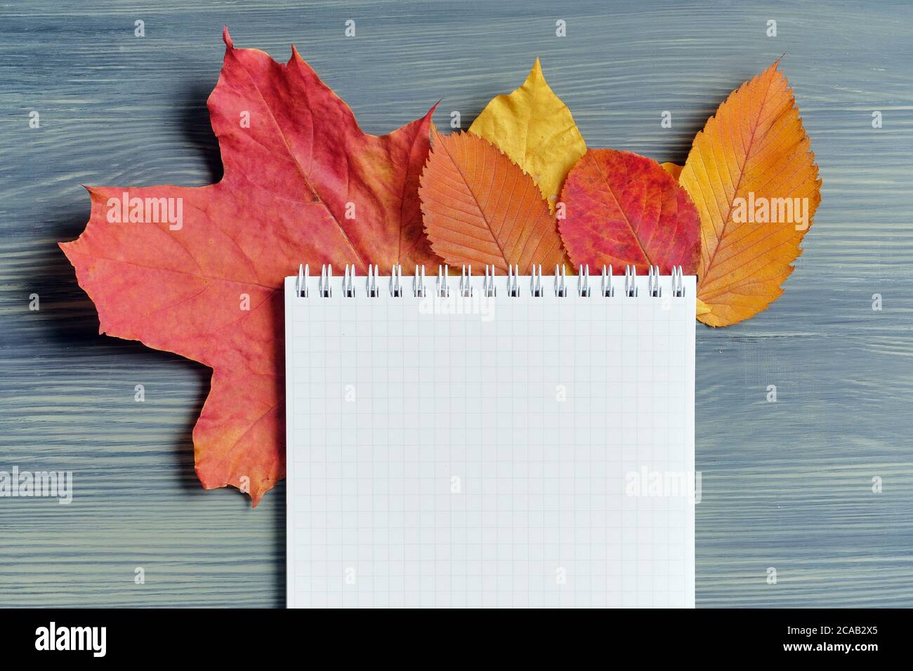 Astratto concetto autunnale di foglie essiccate con un taccuino per lo spazio di copia. Foto Stock