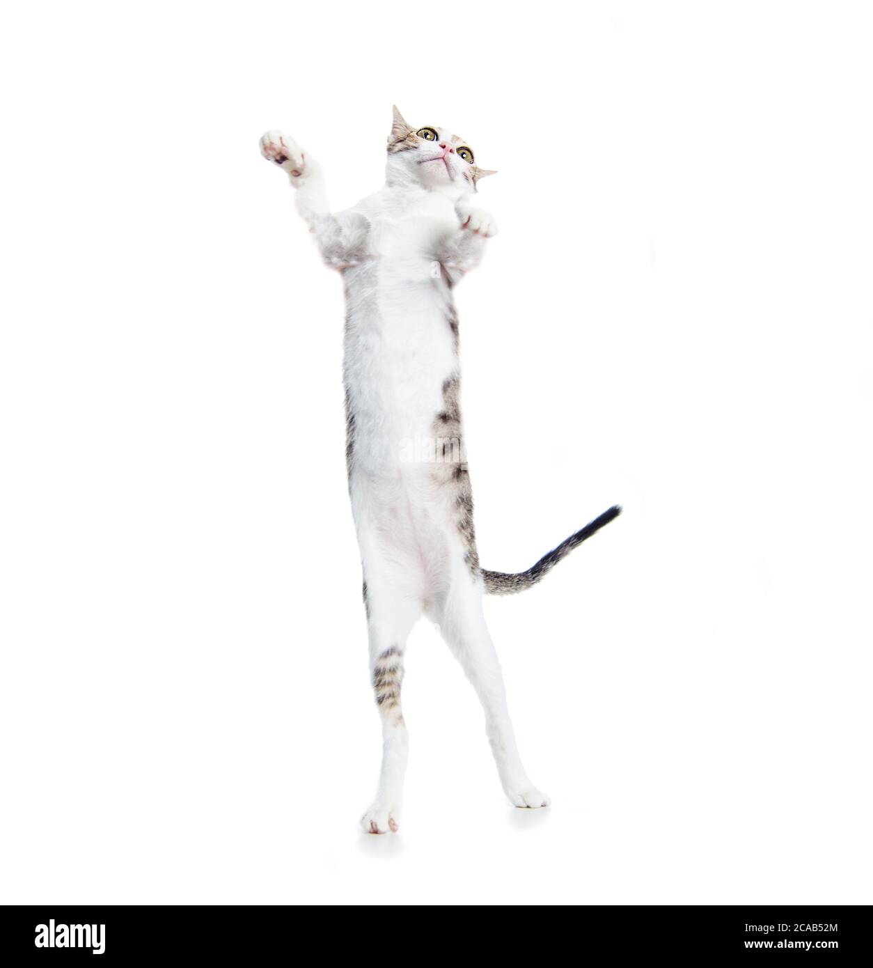 i gatti divertenti stanno levandosi in piedi e ballando Foto Stock