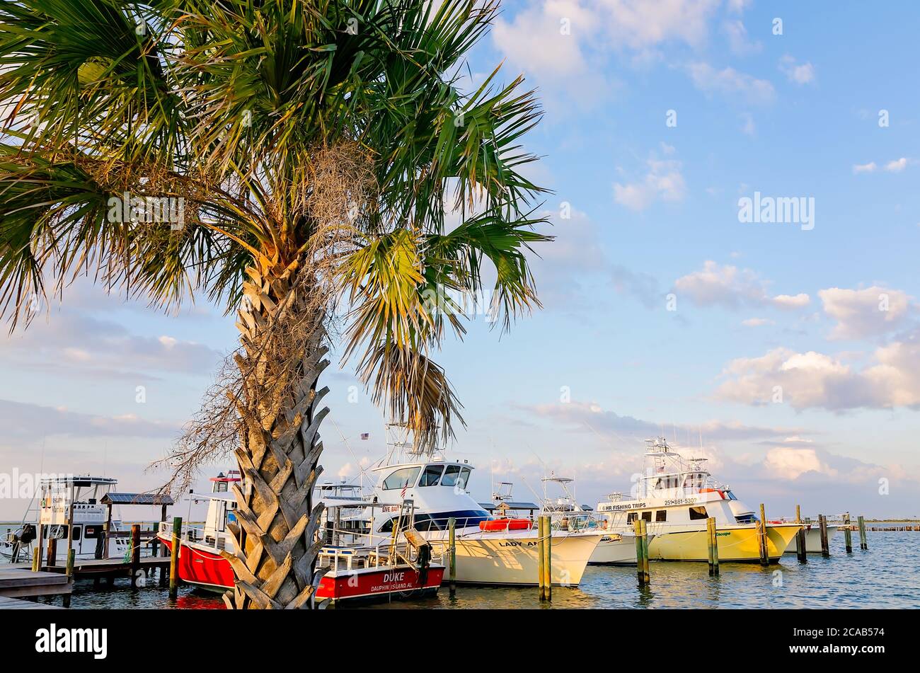 Un albero di palme si trova di fronte alle barche presso il Dauphin Island Marina, 9 ottobre 2013, a Dauphin Island, Alabama. Foto Stock