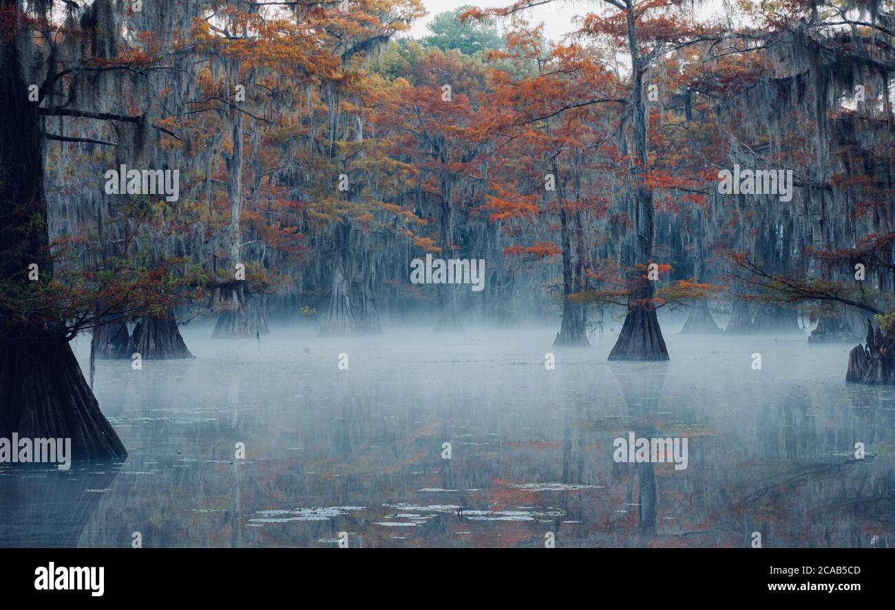 Caddo Lago Foggy mattina Foto Stock
