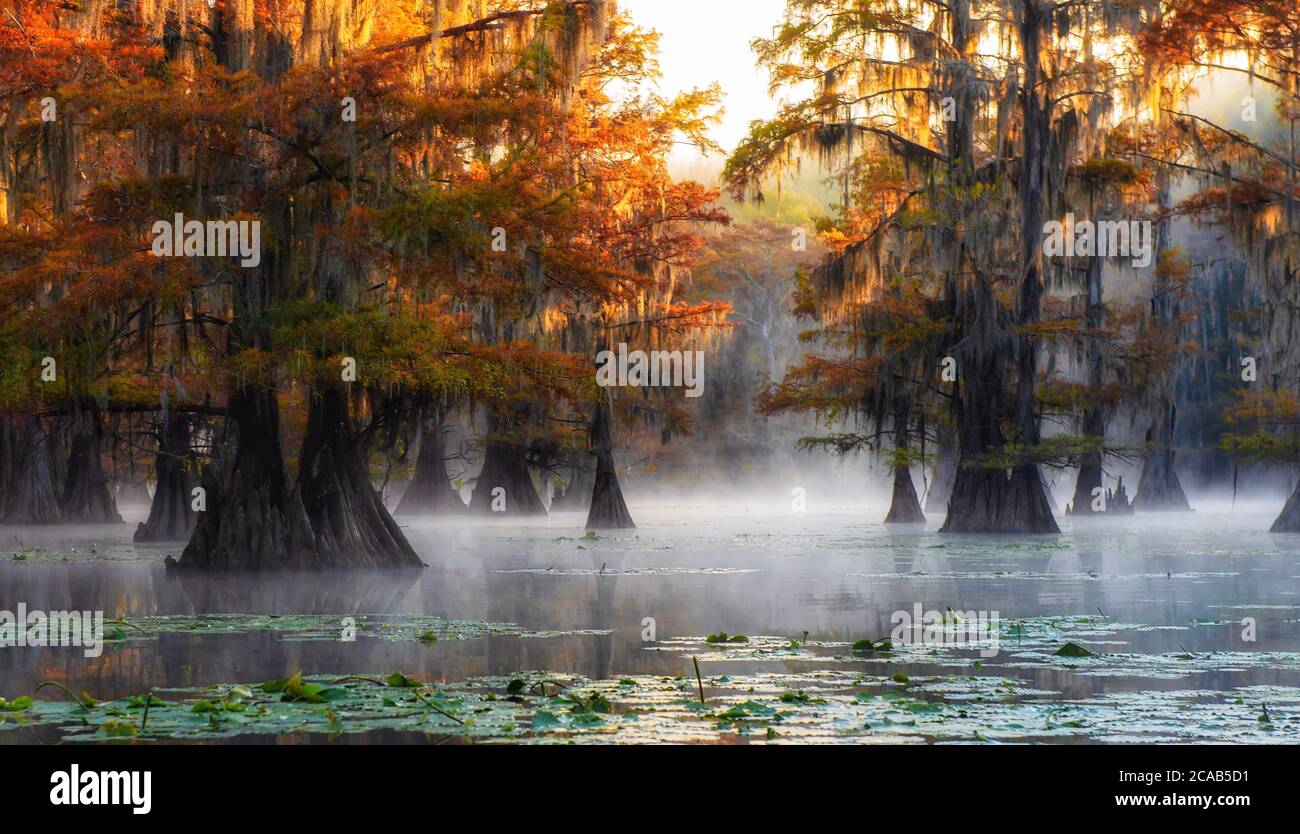 Caddo Lago Foggy mattina Foto Stock