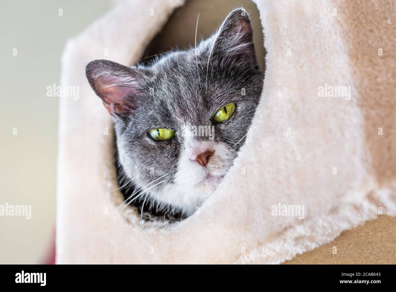 Primo piano di gatto con occhi verdi che guarda verso il basso dall'interno di una scatola Foto Stock