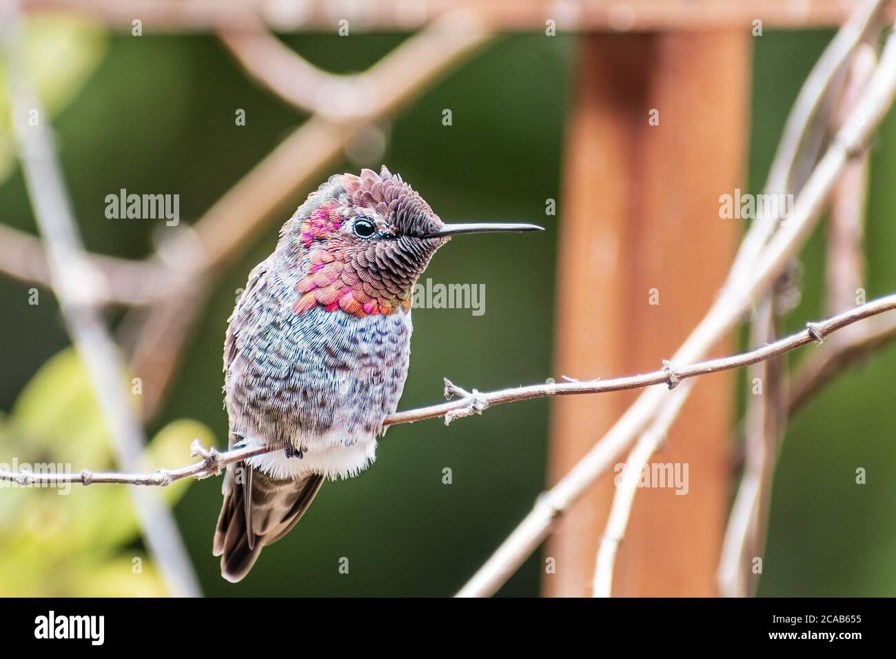 Maschio di Anna Hummingbird seduto su un ramo, San Francisco Bay Area, California Foto Stock