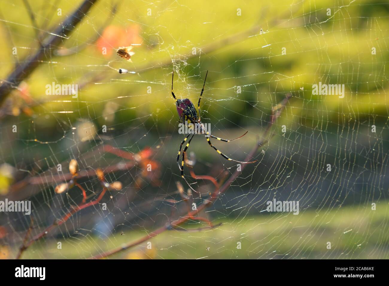 Nephila clavata, noto come ragno Jorō, un tipo speciale di ragno in giappone. E' un membro del genere orb-web ragno d'oro. Foto Stock