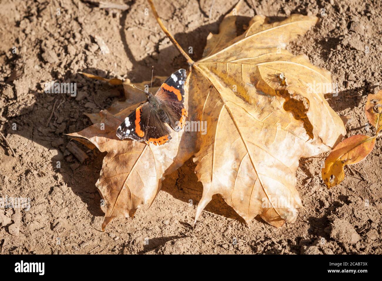 Farfalla rossa ammiraglio poggiata su una foglia marrone in autunno in una foresta d'Europa. Anche chiamato Vanessa Atalanta, è una farfalla molto comune in tempera Foto Stock