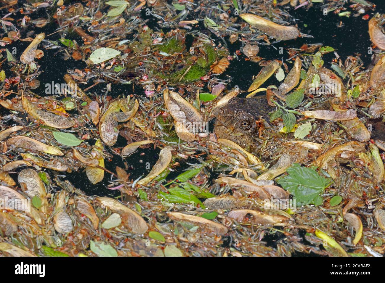Tartaruga a scatto, Chelydra serpentina, primaverile con samaras d'acero e altra vegetazione sulla superficie, Maryland Foto Stock